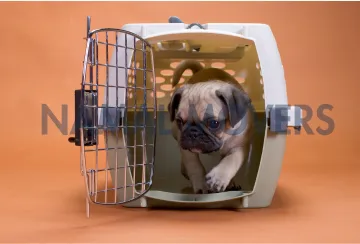 pet moving service